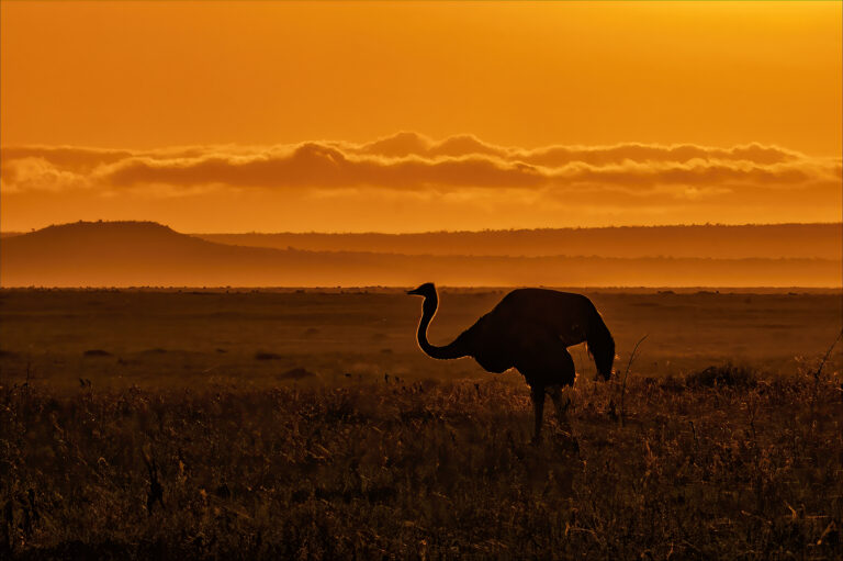 Abbas Kapadia - 3OSTRICH